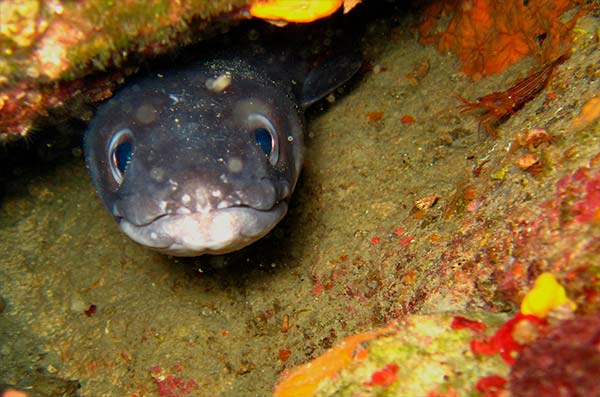 types of eels - tipos de anguilas - picture