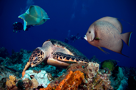 underwater pics - turtle - fotografías subacuáticas