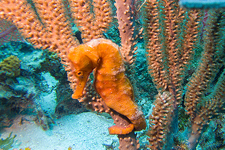 underwater pics - sea horse - fotografías subacuáticas