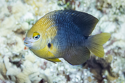 underwater pics - damsel