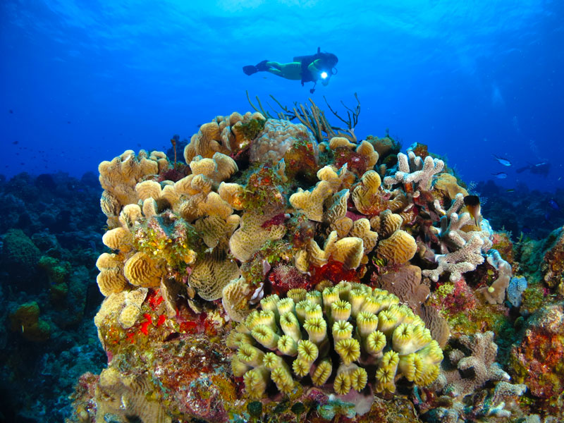 unlimited diving - Cozumel