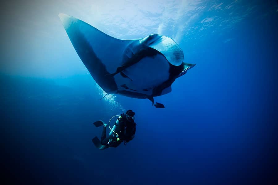 volar despues de bucear - manta