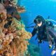 wall diving (1) buceo en pared