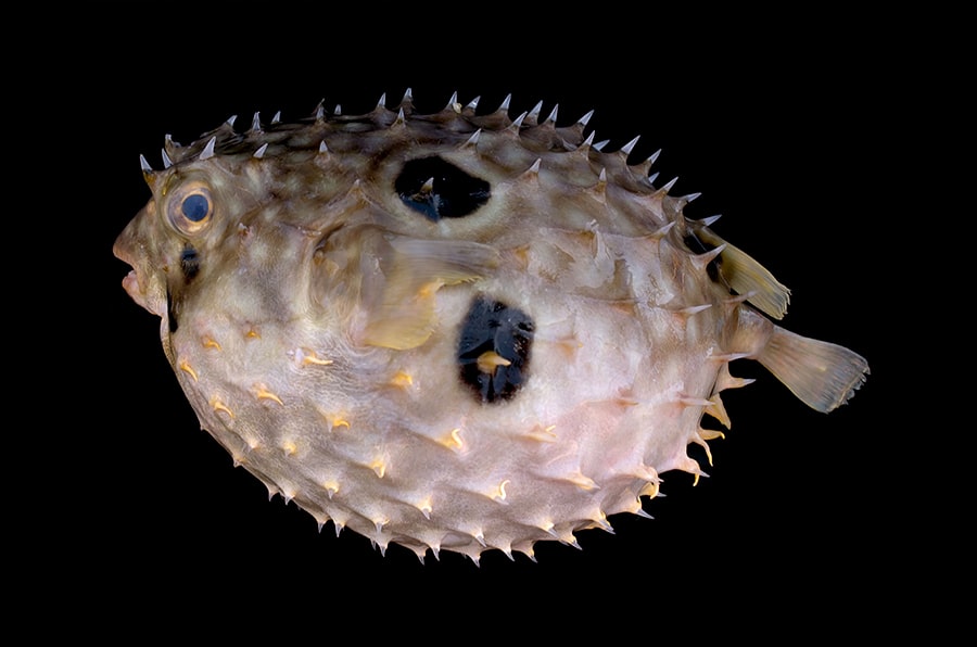web burrfish balloonfish - pez globo