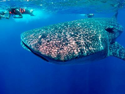 Whale Shark snorkeling excursion and tour with Dressel Divers