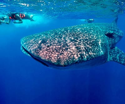 Whale Shark snorkeling excursion and tour with Dressel Divers