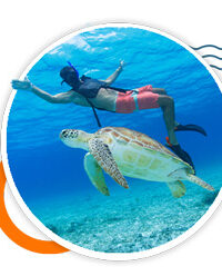 whale Shark Diving Excursion whale Shark Diving Excursion