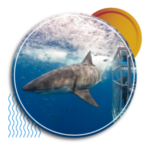 whiteshark liveaboard holidays